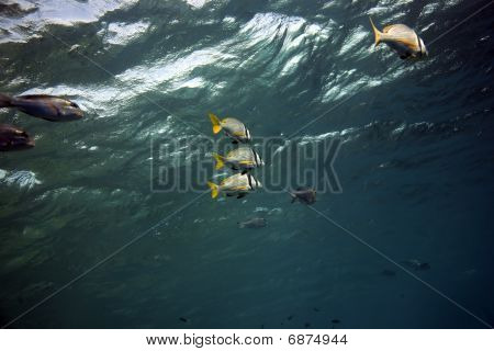 Doublebar orate e oceano