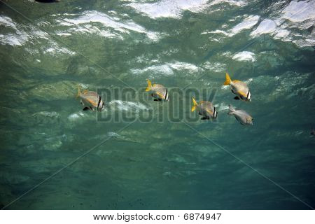 Doublebar orate e oceano