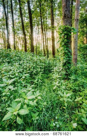 Mixed Forest, Russian Nature