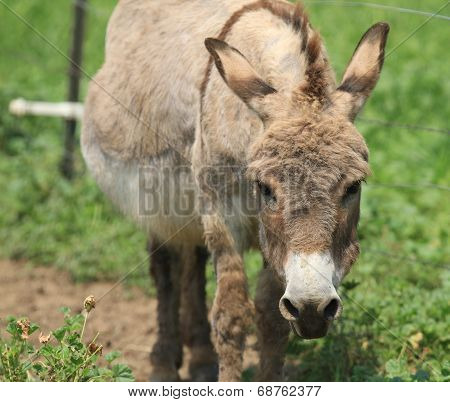 Angry Donkey Face