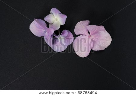 Hydrangea Hortensis Petals