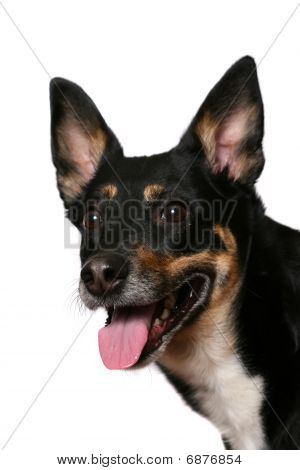 Vriendelijke hond