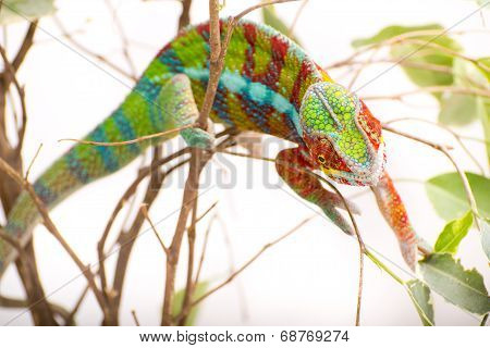 chameleon