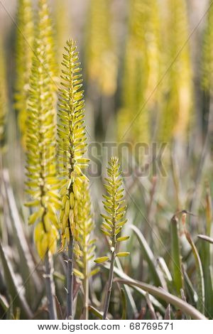 Dubai, UAE, Colourful yellow flowers in gardens at Creekside Park in Bur Dubai