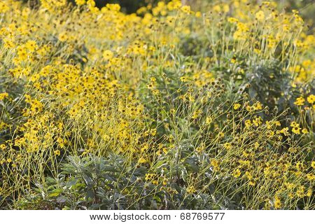 Dubai, UAE, Colourful yellow flowers in gardens at Creekside Park in Bur Dubai