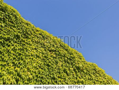 Green And Blue