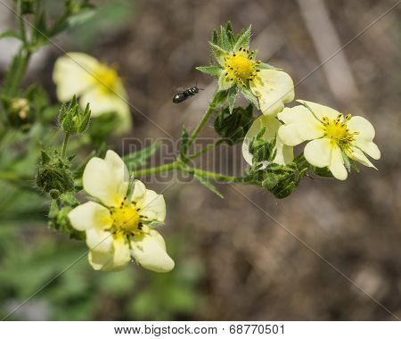 Insect Flying to Yellow Wildflowers. Upright Cinquefoil. Potentilla Recta.