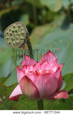 Peony Lotus