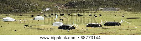 Nomads' Camp Of Amdo