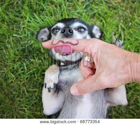  a cute chihuahua with his paws in the air on green grass and a person holding their hand with a mustache over his mouth