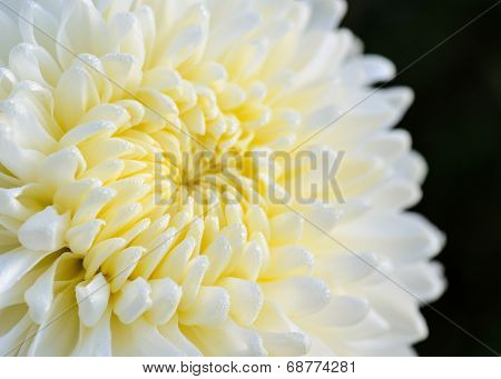 Close Up White Chrysanthemum Morifolium Flower