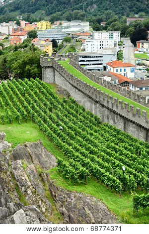 BELLINZONA, SWITZERLAND - JULY 4, 2014: Vineyards at Castelgrande, Bellinzona. Grape vines grow alongside the ramparts of the UNESCO World Heritage Site.