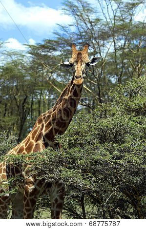 Giraffe