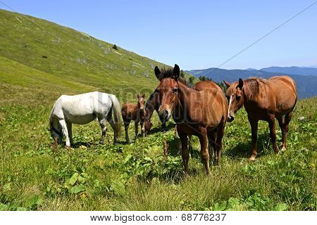 Horse