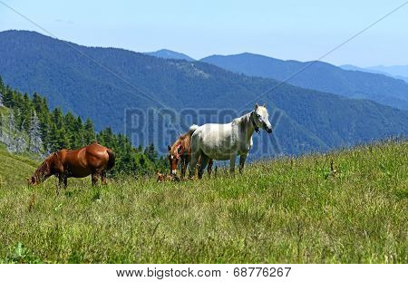 Horse