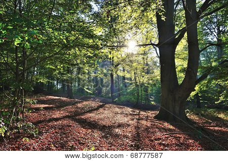 Sunbeams Pour Through Trees In A Forest