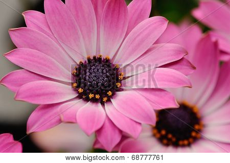 Closeup Of A Spanish Daisy