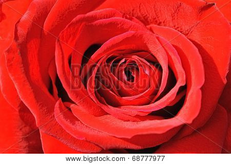 Heart Of A Red Rose