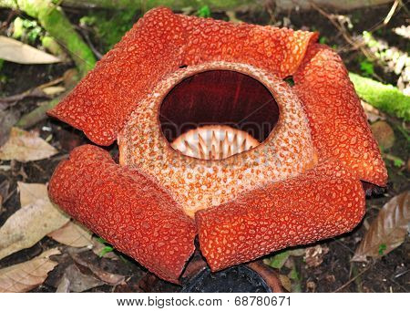 Rafflesia keithii, the biggest flower in the world