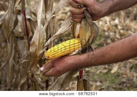 Pealing corn maize ear