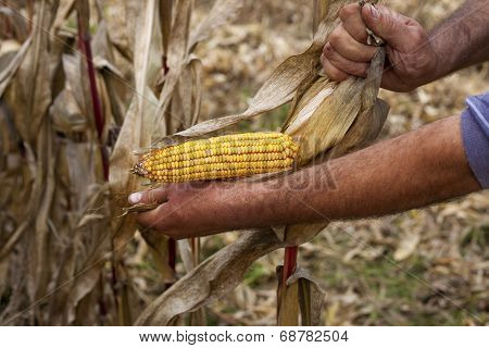 Hands showing beautiful corn maize ear