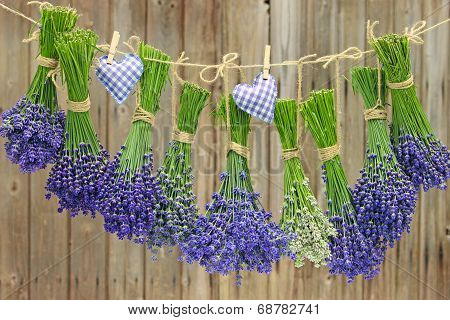 lavender