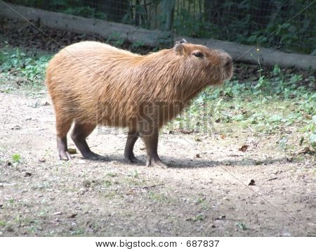 Capibara