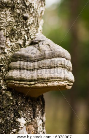 Pilz Zunderschwamm auf Birkenbaum