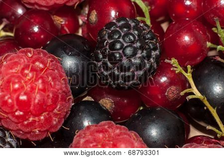 Assorted Berry