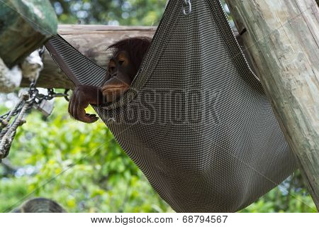Bornean Orangutan  - Pongo Pygmaeus