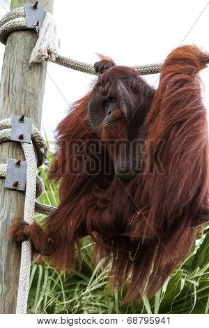 Bornean Orangutan  - Pongo Pygmaeus