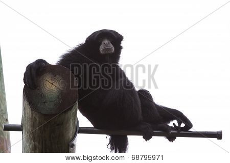 Siamang Gibbon