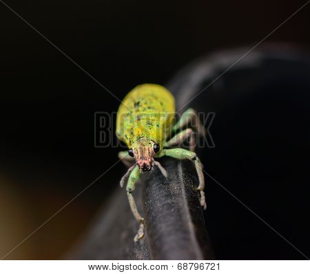 Green Weevil Hanging On Black Rubber
