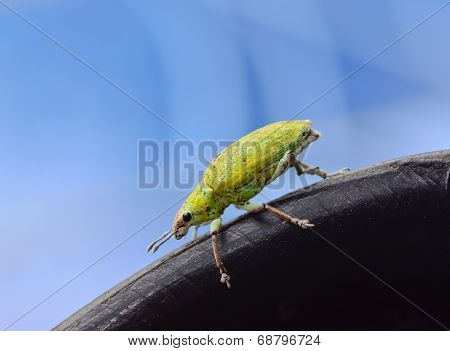 Green Weevil Hanging On Black Rubber  With Blue Blackground
