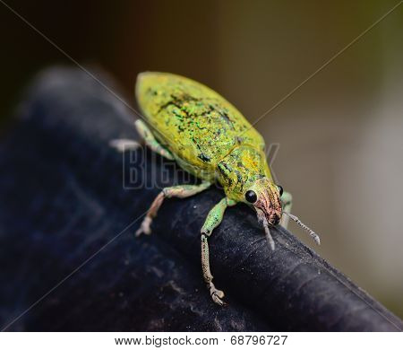 Green Weevil Hanging On Black Rubber