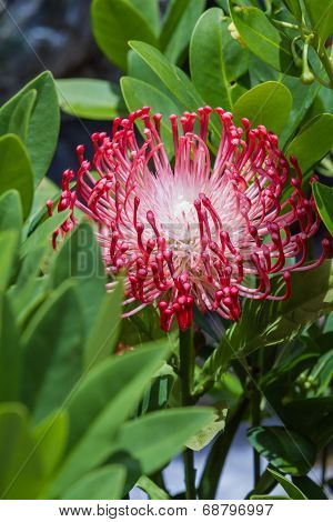 Exotic Flower