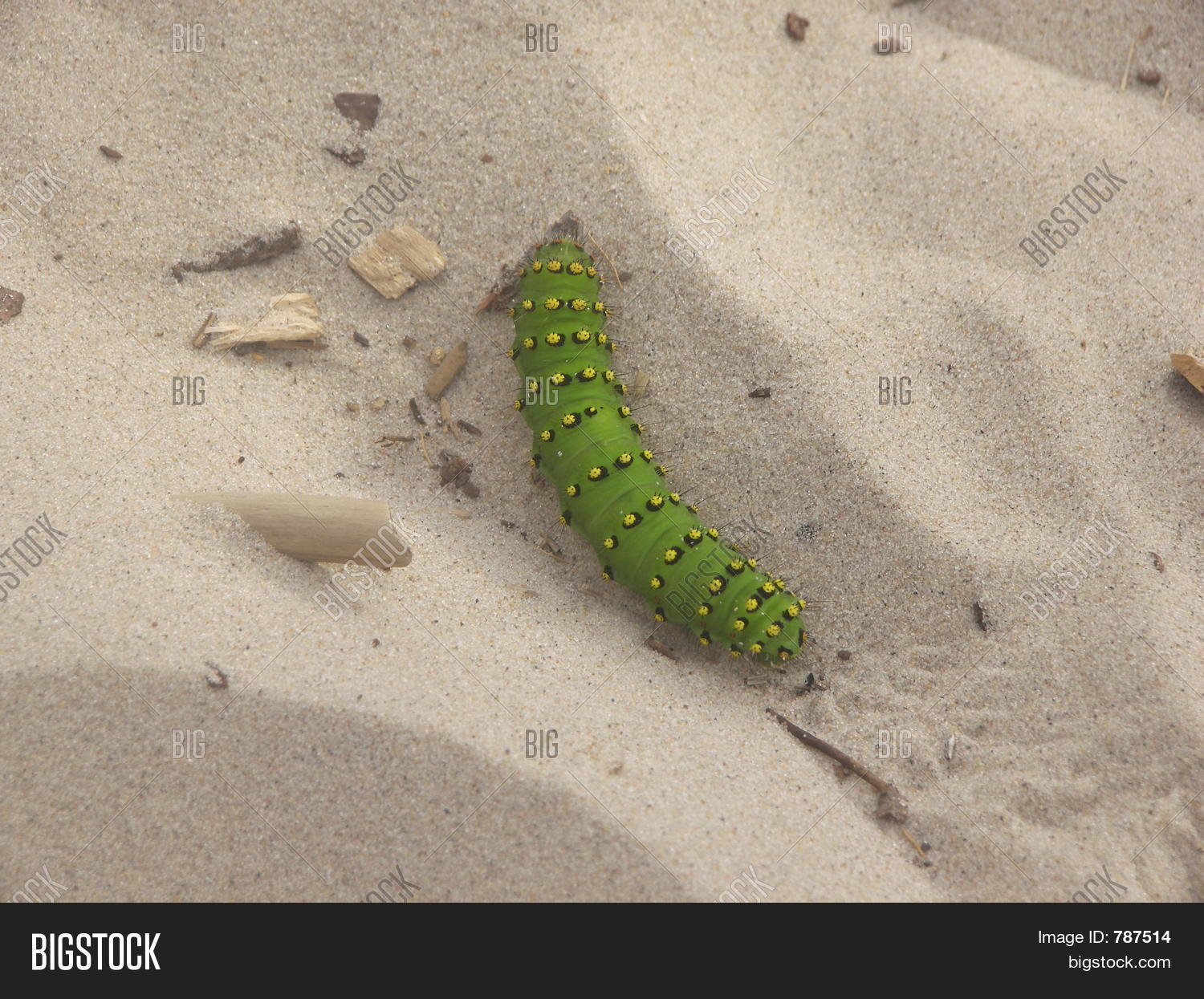 Image Preview