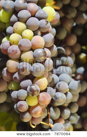 Maduración de la uva en la vid en un viñedo en el valle de Napa, California
