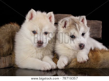  tvo Siberian Husky puppy
