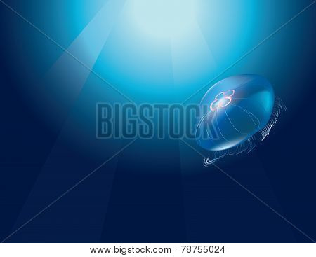 Jellyfish