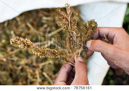 Separation Of Marihuana Leaves