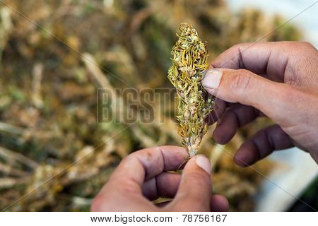 Separation Of Marihuana Leaves