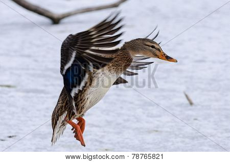 Duck in flight