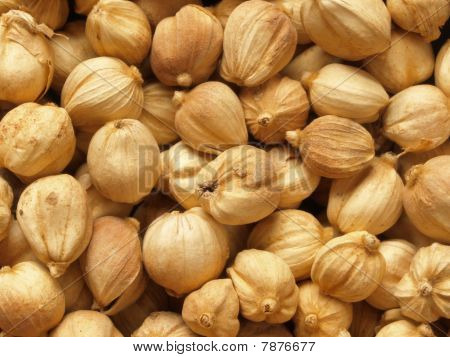 candlenuts