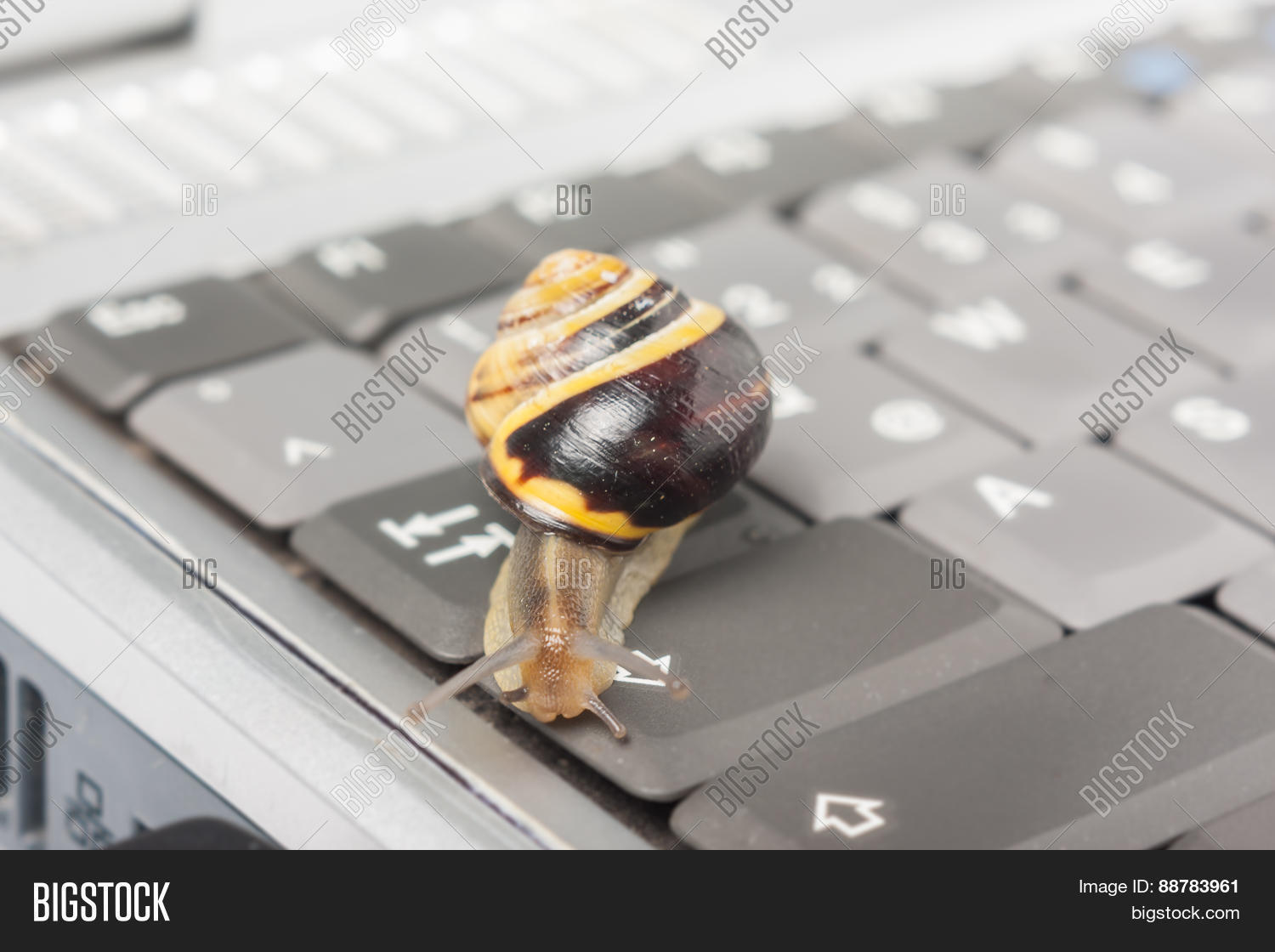 Image Preview