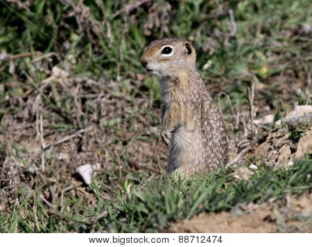 Washington Ground Squirrel - Urocitellus washingtoni
