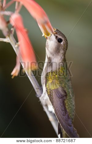 Black-chinned Hummingbird