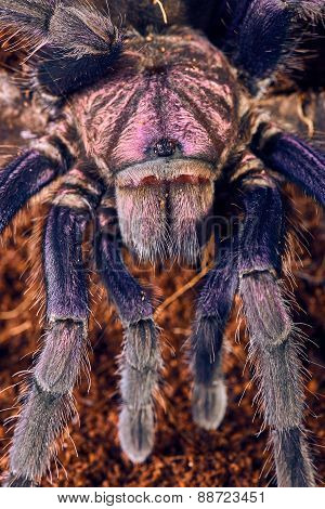 tarantula Phormictopus sp purple