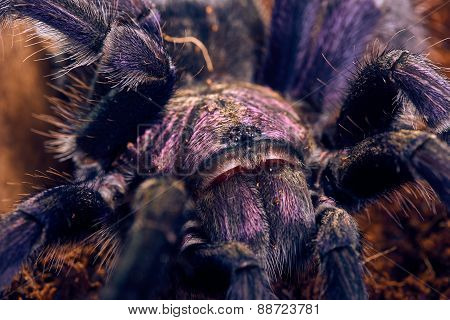 tarantula Phormictopus sp purple