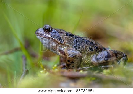 Common Frog